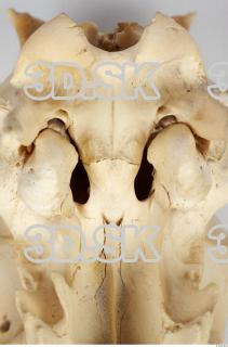 Skull Boar - Sus scrofa 0108